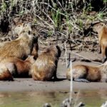 Tampobata/Search for alligators, capibaras and sunset - The Sum Up