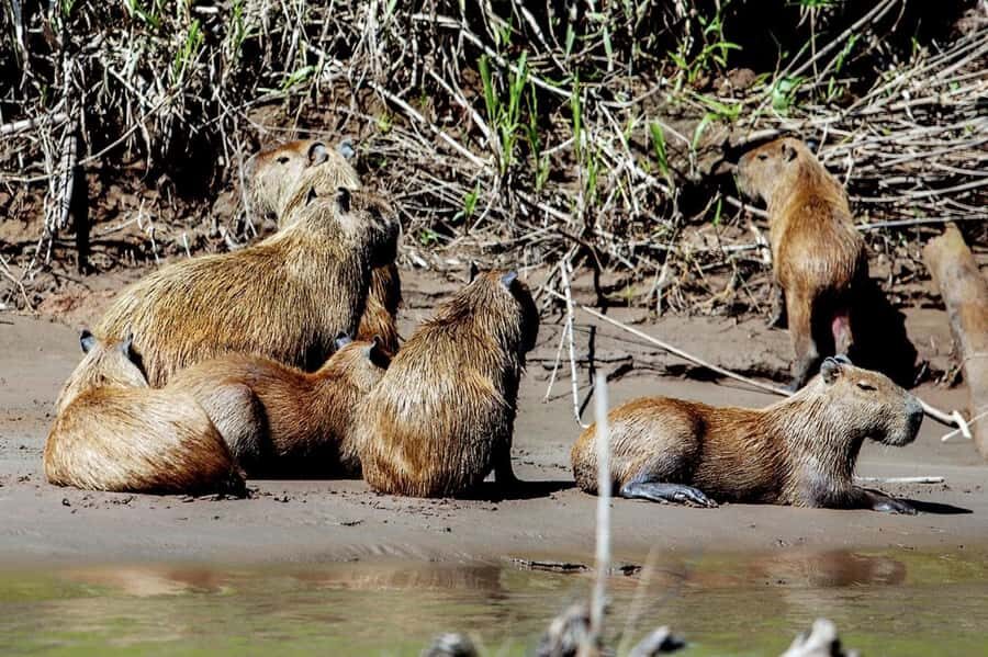 Tampobata/Search for alligators, capibaras and sunset - The Sum Up