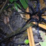 Tarapoto: Night Hike in the Amazon Rainforest - Why This Experience Offers Real Value