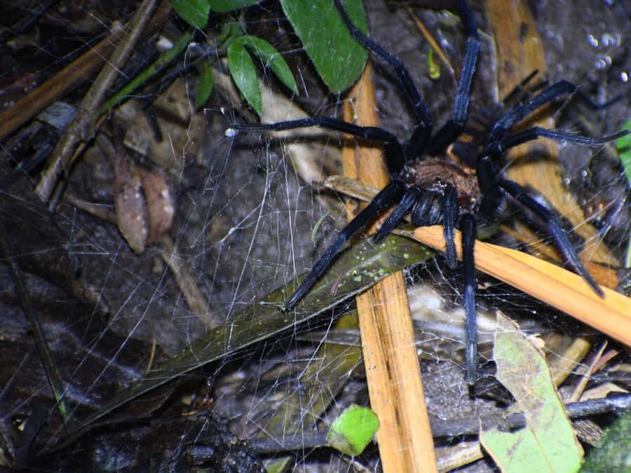 Tarapoto: Night Hike in the Amazon Rainforest - Why This Experience Offers Real Value