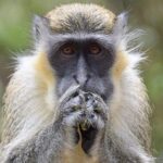 Taste of Barbados Full-Day Sightseeing tour - The Sum Up