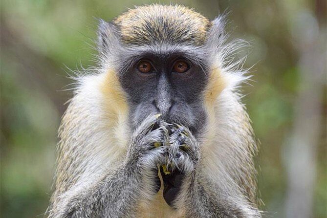 Taste of Barbados Full-Day Sightseeing tour - The Sum Up