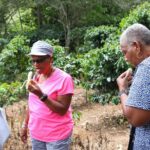Taste of Jamaica Farm Cookout - Authenticity and Value