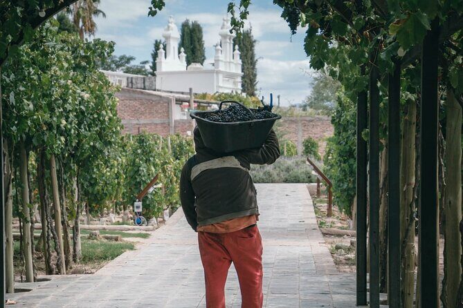 Tasting and lunch in cellar + Olive tree. Private transportation - FAQs