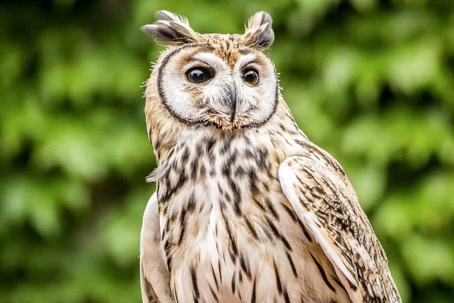 Temaiken Biopark Entry Tickets - Practical Tips for Visiting Temaiken