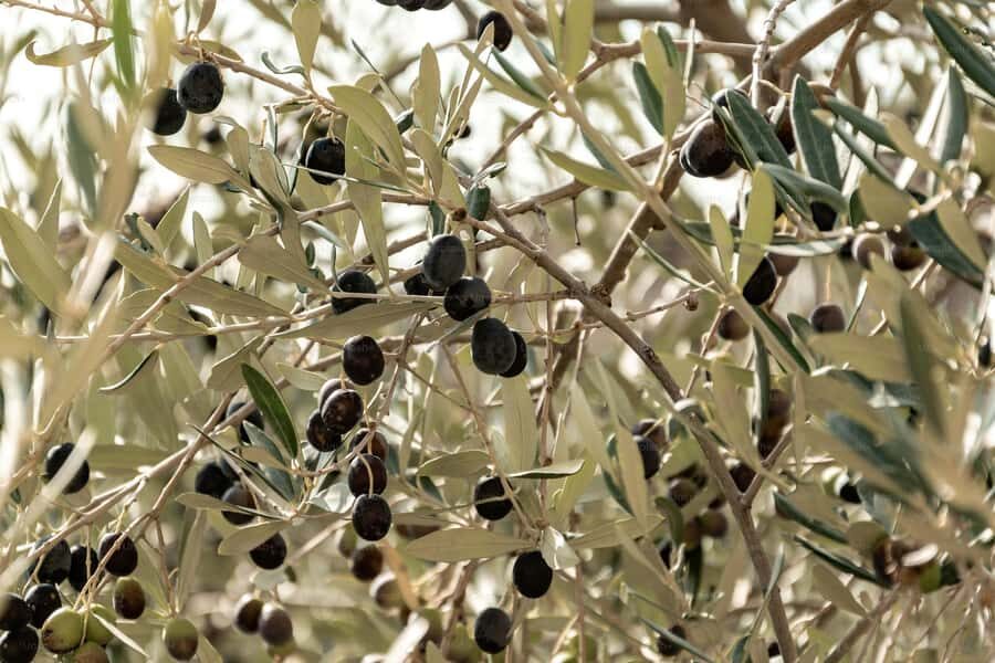 Terroir Soul: Meet the essence of Maipú Olive Oils & Wines - A Detailed Look at the Mendoza Terroir Experience