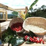 the acacias coffe farm - Exploring the Experience: What You Can Expect
