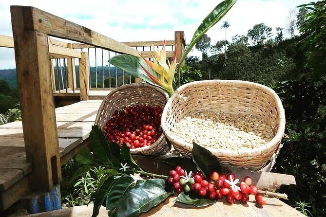 the acacias coffe farm - Exploring the Experience: What You Can Expect