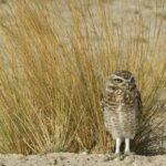 The Best of Peninsula Valdés in one day - Who Should Consider This Tour?