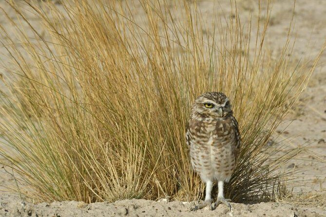 The Best of Peninsula Valdés in one day - Who Should Consider This Tour?