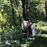 The Brazilian Switzerland - Full Day Trip on Campos do Jordão from São Paulo - Exploring the Itinerary in Detail