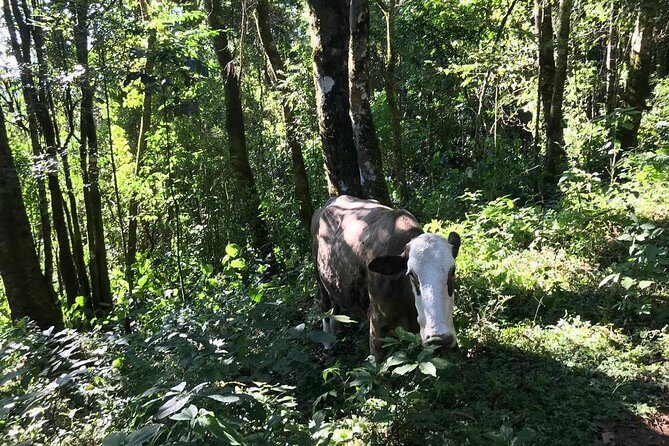 The Brazilian Switzerland - Full Day Trip on Campos do Jordão from São Paulo - Exploring the Itinerary in Detail