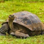 The Galapagos Penguin Route 7 Day Tour - Who Should Consider This Tour?