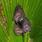 The Night Tour with Tracie The Bug Lady - Who Will Love This Tour?