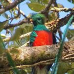 The Quetzal Tour In Monteverde - Who Would Love This Tour?