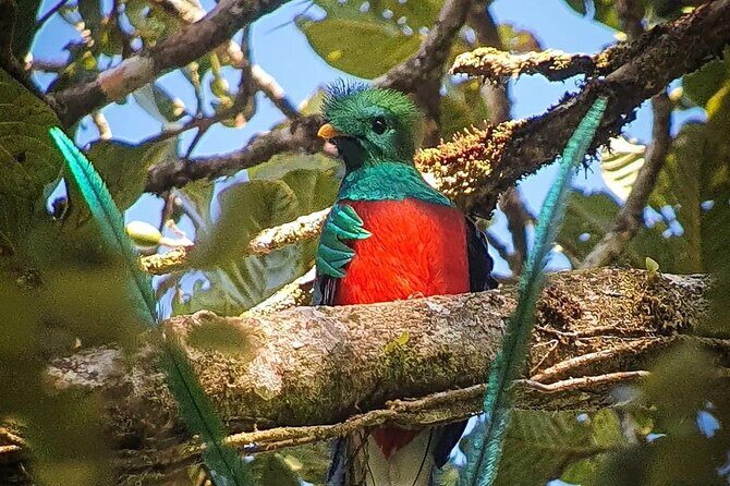The Quetzal Tour In Monteverde - Who Would Love This Tour?