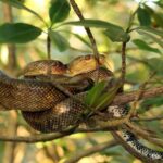 The Scarlet Ibis - Caroni Swamp Tour - Final Thoughts