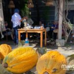 The ultimate Cocoa farm experience - Value and Cost