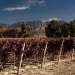 The Wine Route from San Juan - In-Depth Look at the Wine Route from San Juan