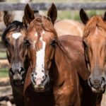 Three Days Tour In A Traditional Ranch Estancia La Pilona - What’s Included and Practical Details