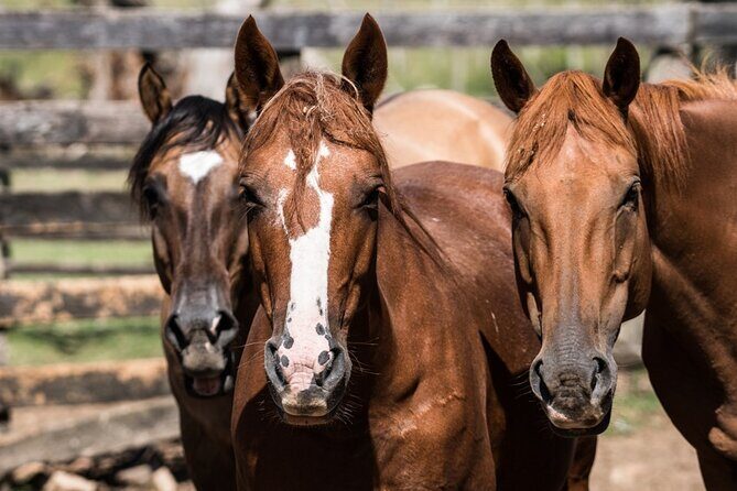 Three Days Tour In A Traditional Ranch Estancia La Pilona - What’s Included and Practical Details