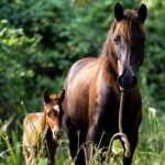 Thrilling farm adventure in Trelawny - Who Would Love This Tour?