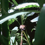 Tijuca Forest Tour - What to Expect from the Itinerary