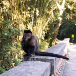 Tijuca National Park with a Photographer - Crossing Tijuca National Park