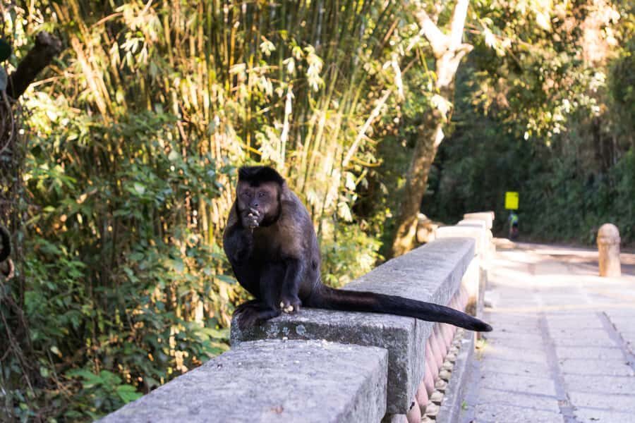 Tijuca National Park with a Photographer - Crossing Tijuca National Park