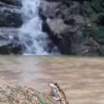 Tijuca Rain Forest - Adventure through Waterfalls & Caves - The Experience on the Ground: What to Expect