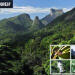 Tijuca's National Park - Eco Hiking Tour - FAQ about the Tijuca National Park Eco-Hiking Tour