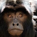 Tikal Maya Ruins Day Tour - Why This Tour Offers Great Value