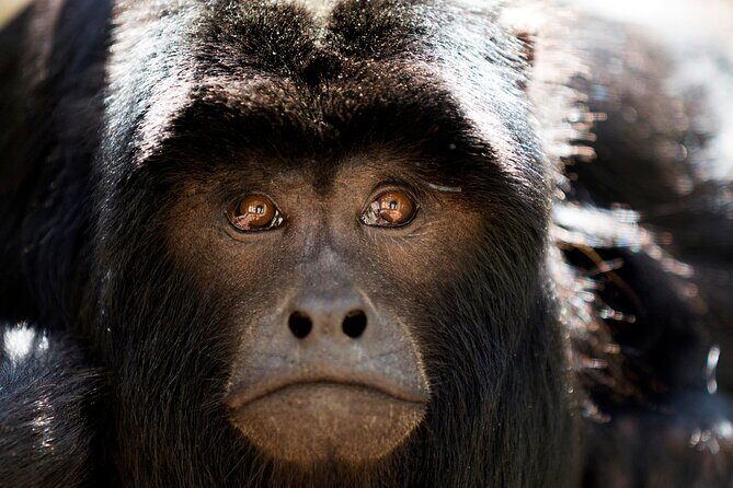 Tikal Maya Ruins Day Tour - Why This Tour Offers Great Value