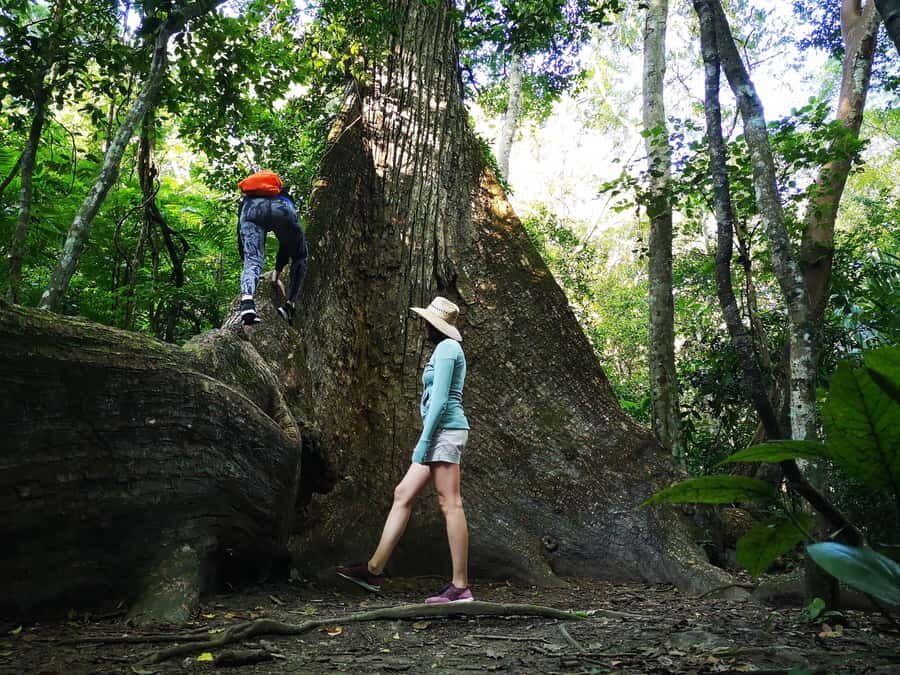 Tikal Sunrise, Archeological focus and Wildlife Spotting - Who Will Love This Tour?