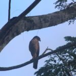 Tikal Tour From Flores, airport and Tikal hotels in Guatemala - Frequently Asked Questions