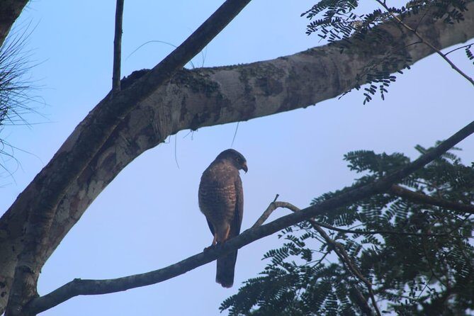 Tikal Tour From Flores, airport and Tikal hotels in Guatemala - Frequently Asked Questions