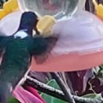 Tobago: Hummingbird Tour - Final Thoughts: Why This Tour Matters