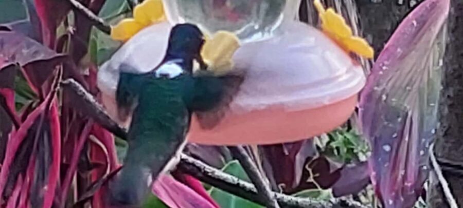 Tobago: Hummingbird Tour - Final Thoughts: Why This Tour Matters