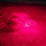 Tobago: Leatherback Turtle Nesting Tour with Pickup - The Sum Up