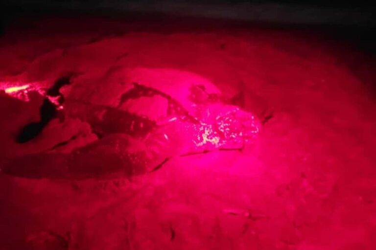Tobago: Leatherback Turtle Nesting Tour with Pickup - The Sum Up