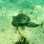 Top 4 Snorkeling Adventures in Bimini - Final Thoughts: Why This Tour Stands Out