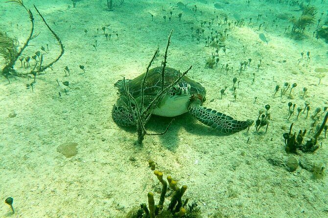 Top 4 Snorkeling Adventures in Bimini - Final Thoughts: Why This Tour Stands Out