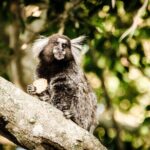 Top Tijuca Forest Private Tour with Botanical Garden - A Perfect Blend of Forest and Garden