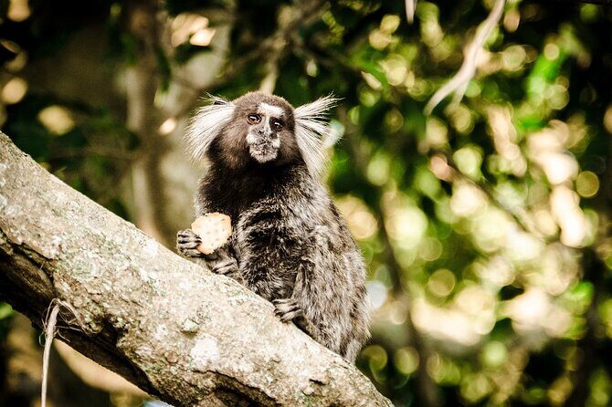 Top Tijuca Forest Private Tour with Botanical Garden - A Perfect Blend of Forest and Garden