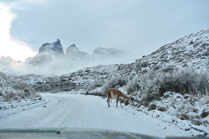 Torres del Paine 3-Day Private Tour - Who Will Love This Tour?