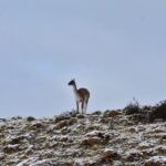 Torres del Paine Winter / Fauna sighting at your leisure - In-Depth Review: Crafting Your Perfect Day in Torres del Paine