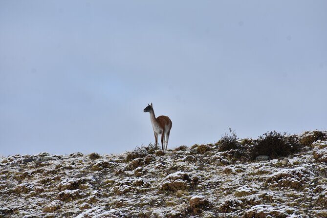 Torres del Paine Winter / Fauna sighting at your leisure - In-Depth Review: Crafting Your Perfect Day in Torres del Paine