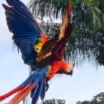 Tortuga Island Adventure  White Sand Paradise Day Trip - The Full Experience: A Closer Look at the Tortuga Island Day Trip