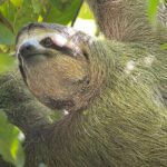 Tortuguero Canal Tour by Canoe - Why Choose This Tour?