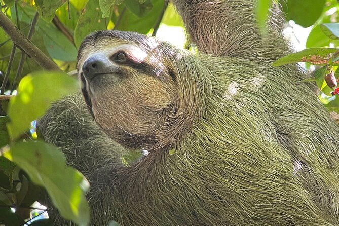 Tortuguero Canal Tour by Canoe - Why Choose This Tour?